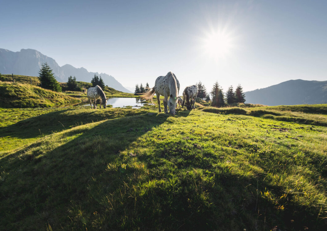 Nature Hochkönig in Summer